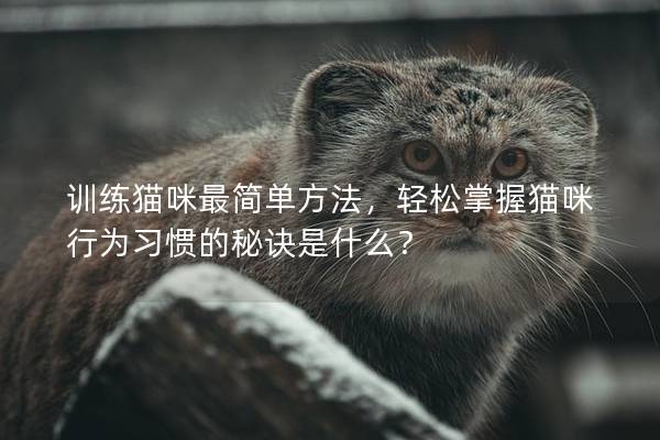 训练猫咪最简单方法，轻松掌握猫咪行为习惯的秘诀是什么？