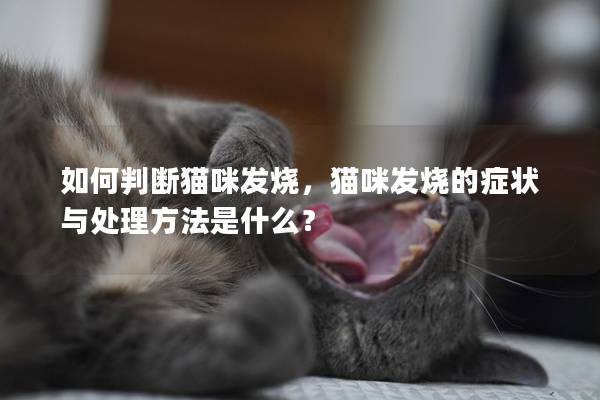 如何判断猫咪发烧，猫咪发烧的症状与处理方法是什么？