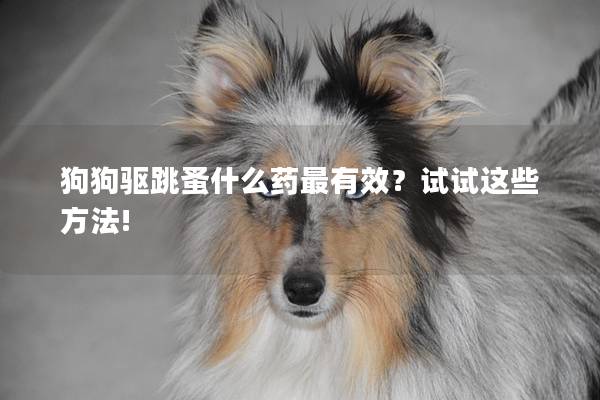 狗狗驱跳蚤什么药最有效？试试这些方法!