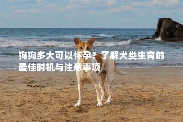 狗狗多大可以怀孕？了解犬类生育的最佳时机与注意事项