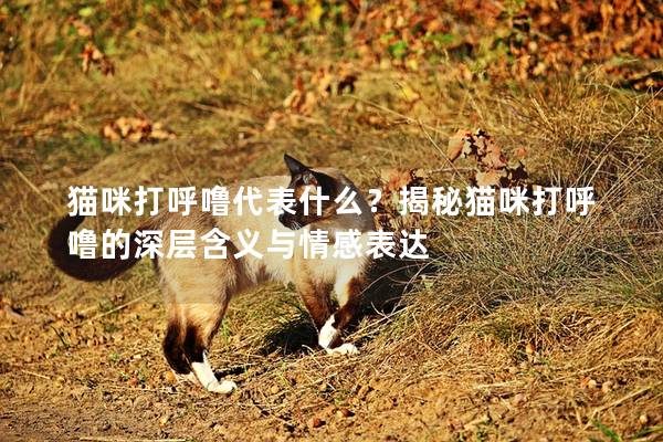 猫咪打呼噜代表什么？揭秘猫咪打呼噜的深层含义与情感表达