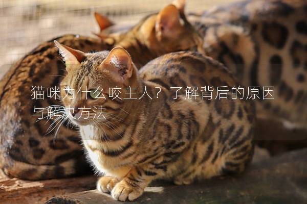 猫咪为什么咬主人？了解背后的原因与解决方法