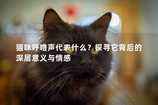 猫咪呼噜声代表什么？探寻它背后的深层意义与情感