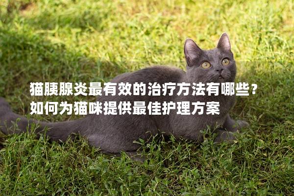 猫胰腺炎最有效的治疗方法有哪些？如何为猫咪提供最佳护理方案