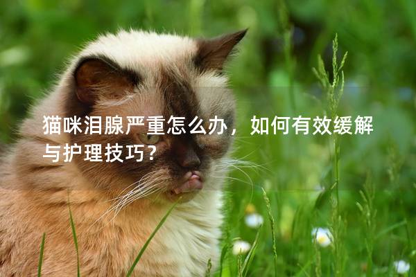 猫咪泪腺严重怎么办，如何有效缓解与护理技巧？