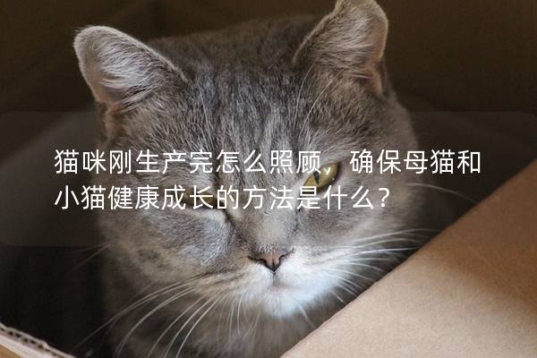 猫咪刚生产完怎么照顾，确保母猫和小猫健康成长的方法是什么？