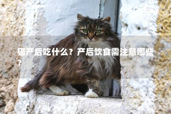 猫产后吃什么？产后饮食需注意哪些？