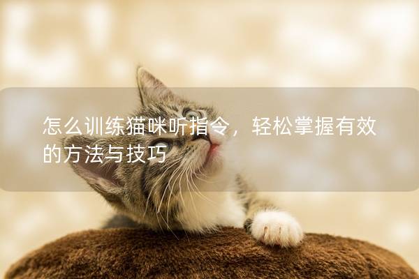 怎么训练猫咪听指令，轻松掌握有效的方法与技巧