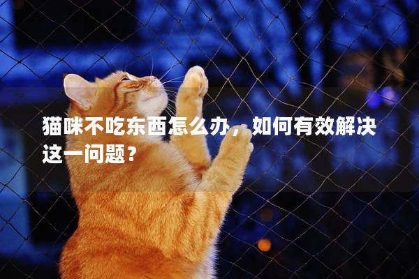 猫咪不吃东西怎么办，如何有效解决这一问题？