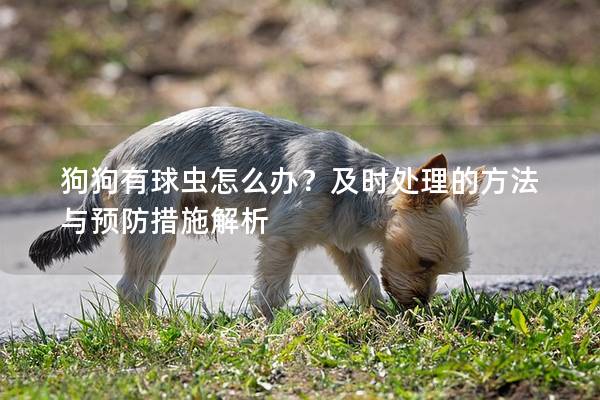 狗狗有球虫怎么办？及时处理的方法与预防措施解析