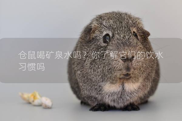 仓鼠喝矿泉水吗?你了解它们的饮水习惯吗 仓鼠喝矿泉水吗?你了解它们的饮水习惯吗