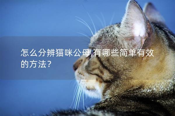 怎么分辨猫咪公母,有哪些简单有效的方法？