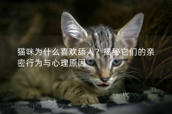 猫咪为什么喜欢舔人？揭秘它们的亲密行为与心理原因