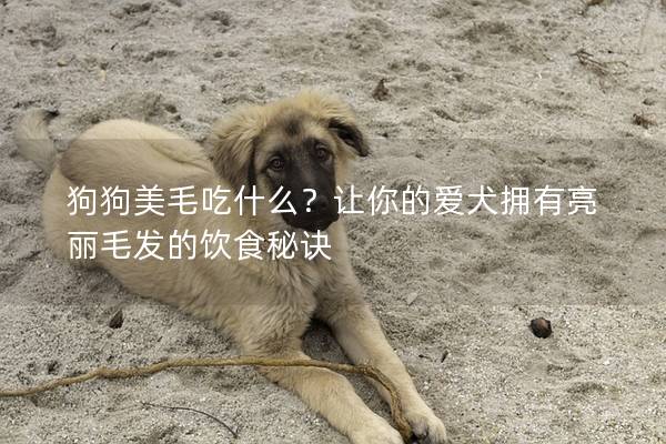 狗狗美毛吃什么？让你的爱犬拥有亮丽毛发的饮食秘诀