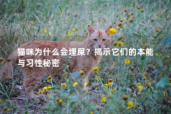 猫咪为什么会埋屎？揭示它们的本能与习性秘密