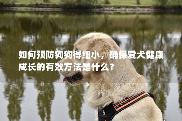 如何预防狗狗得细小，确保爱犬健康成长的有效方法是什么？