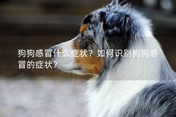 狗狗感冒什么症状？如何识别狗狗感冒的症状？