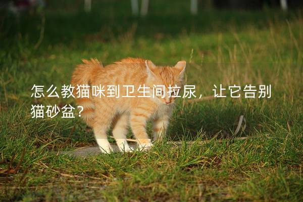 怎么教猫咪到卫生间拉尿，让它告别猫砂盆？