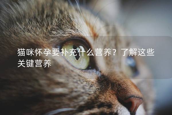 猫咪怀孕要补充什么营养？了解这些关键营养