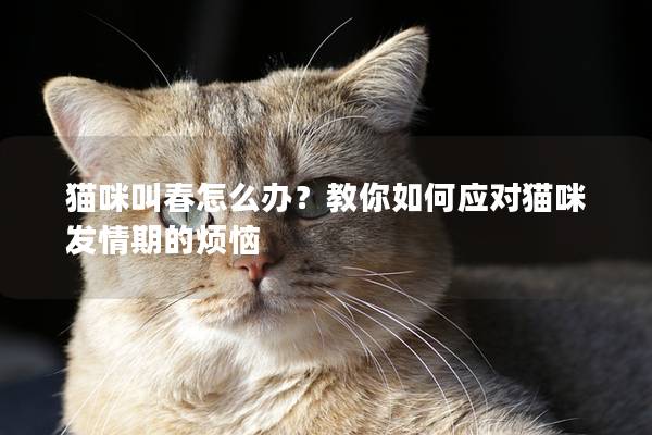 猫咪叫春怎么办？教你如何应对猫咪发情期的烦恼