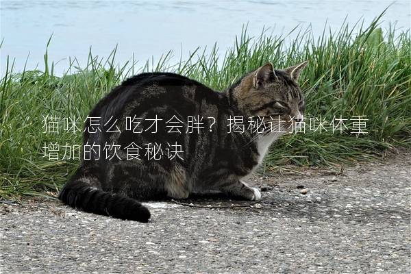 猫咪怎么吃才会胖？揭秘让猫咪体重增加的饮食秘诀