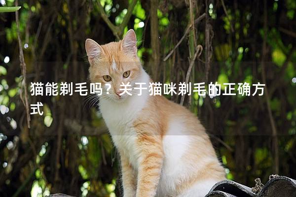 猫能剃毛吗？关于猫咪剃毛的正确方式