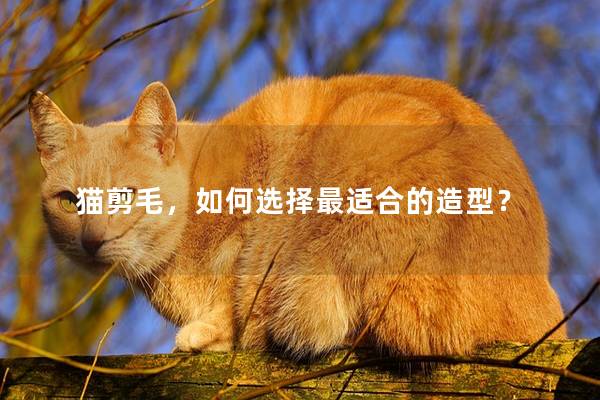 猫剪毛，如何选择最适合的造型？