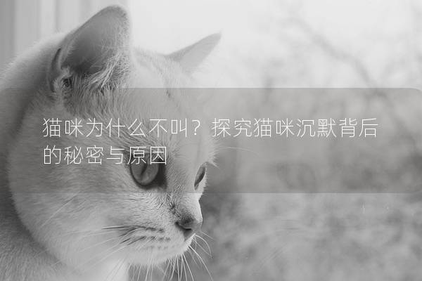 猫咪为什么不叫？探究猫咪沉默背后的秘密与原因