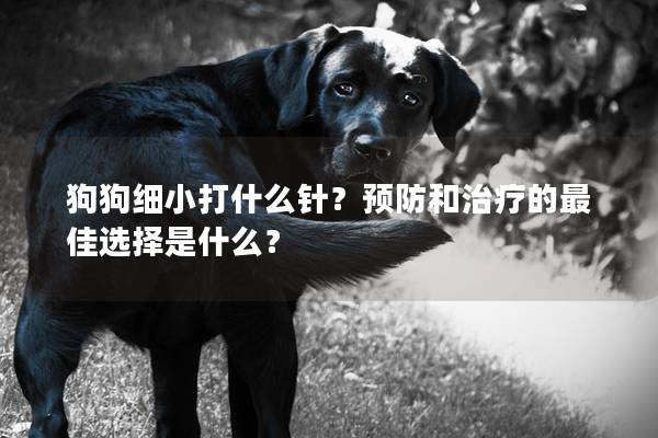 狗狗细小打什么针？预防和治疗的最佳选择是什么？