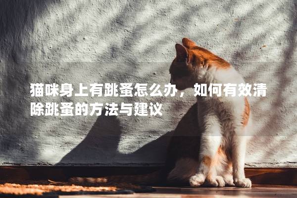 猫咪身上有跳蚤怎么办，如何有效清除跳蚤的方法与建议