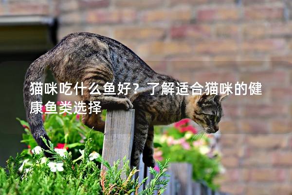 猫咪吃什么鱼好？了解适合猫咪的健康鱼类选择