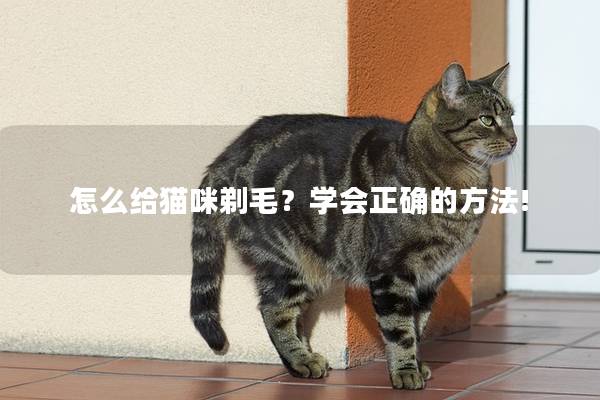 怎么给猫咪剃毛？学会正确的方法!