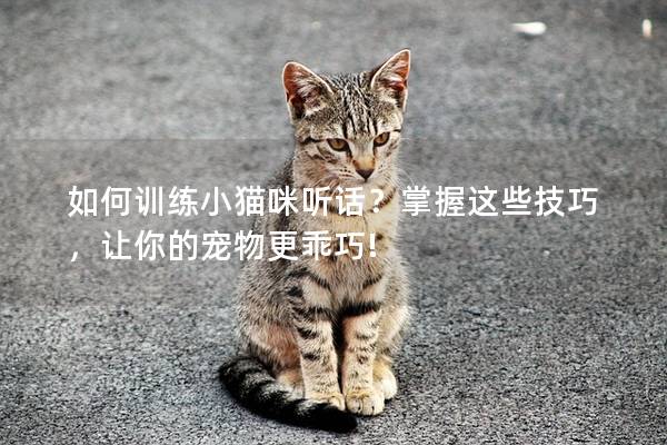 如何训练小猫咪听话？掌握这些技巧，让你的宠物更乖巧!