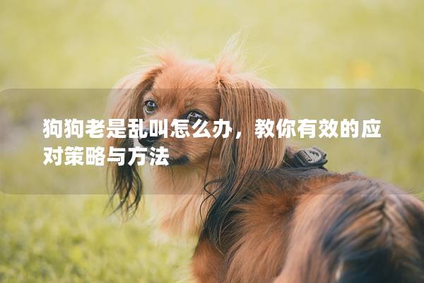 狗狗老是乱叫怎么办，教你有效的应对策略与方法