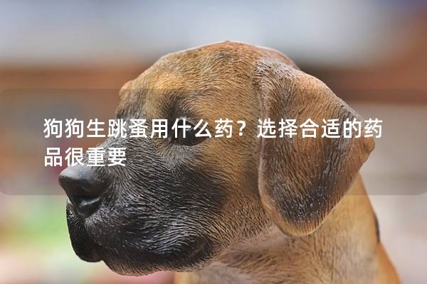 狗狗生跳蚤用什么药？选择合适的药品很重要