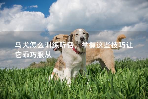 马犬怎么训练听话，掌握这些技巧让它乖巧服从