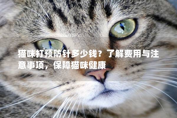 猫咪打预防针多少钱？了解费用与注意事项，保障猫咪健康