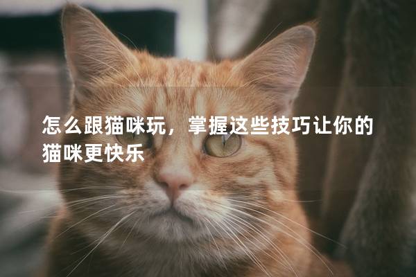 怎么跟猫咪玩，掌握这些技巧让你的猫咪更快乐