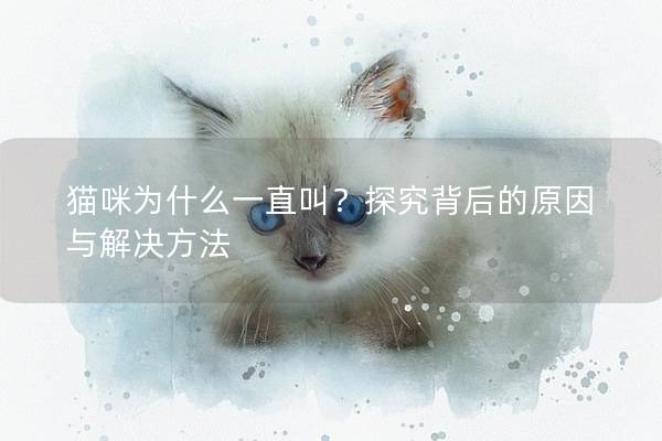 猫咪为什么一直叫？探究背后的原因与解决方法