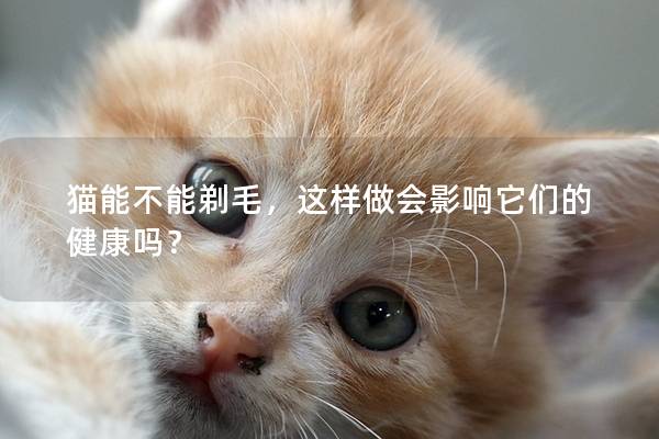 猫能不能剃毛，这样做会影响它们的健康吗？