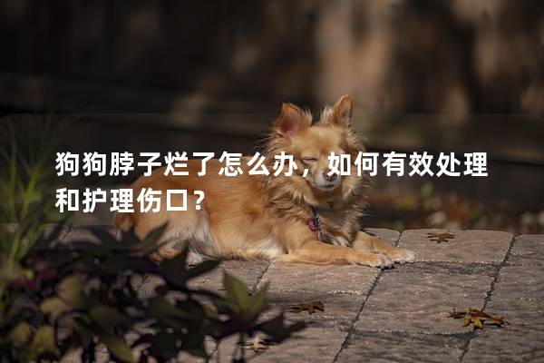 狗狗脖子烂了怎么办，如何有效处理和护理伤口？