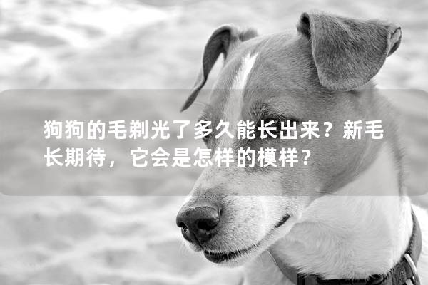 狗狗的毛剃光了多久能长出来？新毛长期待，它会是怎样的模样？