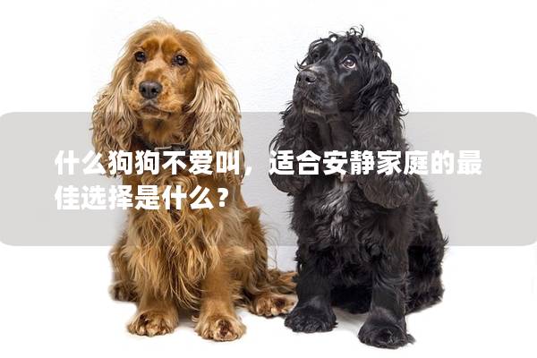 什么狗狗不爱叫，适合安静家庭的最佳选择是什么？