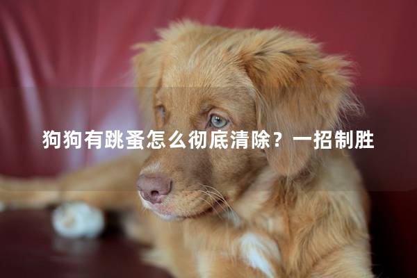 狗狗有跳蚤怎么彻底清除？一招制胜