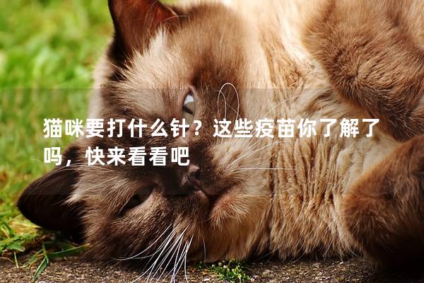 猫咪要打什么针？这些疫苗你了解了吗，快来看看吧