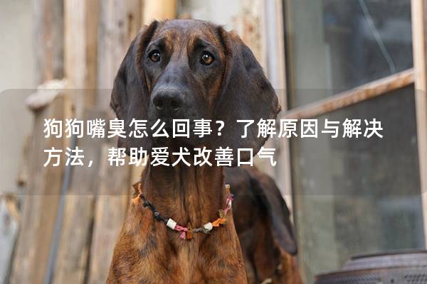 狗狗嘴臭怎么回事？了解原因与解决方法，帮助爱犬改善口气