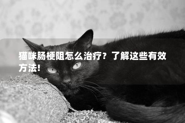 猫咪肠梗阻怎么治疗？了解这些有效方法!