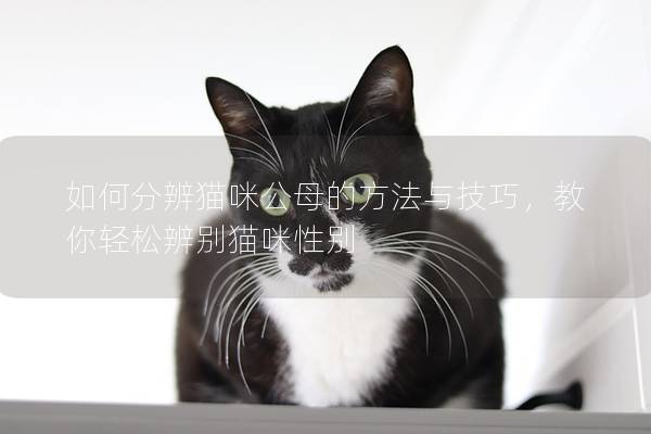 如何分辨猫咪公母的方法与技巧，教你轻松辨别猫咪性别