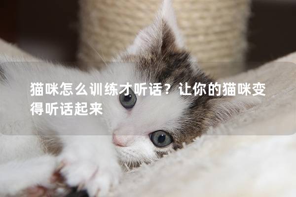 猫咪怎么训练才听话？让你的猫咪变得听话起来