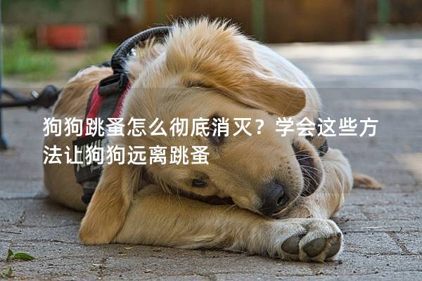 狗狗跳蚤怎么彻底消灭？学会这些方法让狗狗远离跳蚤